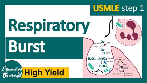 Respiratory Burst