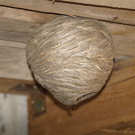 Wasp Nests What You Need To Know Protex Pest Control