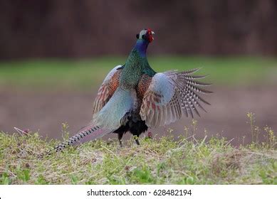 38,404 Green Pheasant Images, Stock Photos & Vectors | Shutterstock