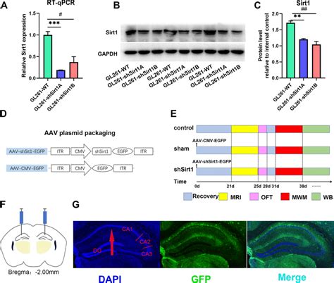 Design Of Shrna Targeting Sirt1 For Aav Packaging And Hippocampal Sirt1