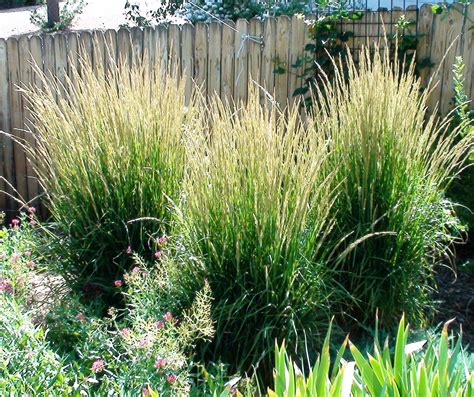 Karl Forester Grasses In The Landscape Watters Garden Center