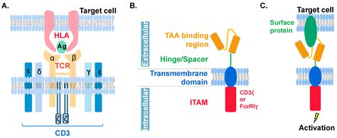 Cancers Free Full Text Current Progress Of Car Nk Therapy In Cancer