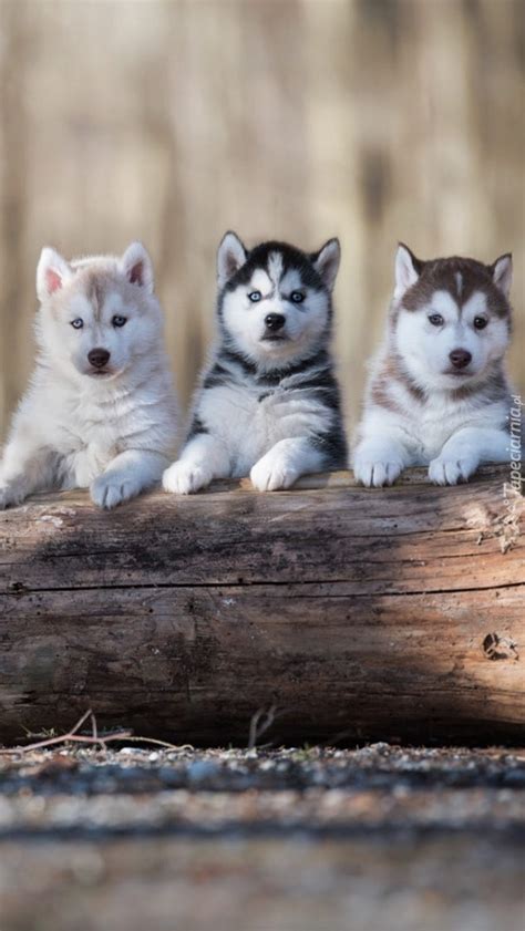 Trzy szczeniaki siberian husky na kłodzie Tapeta na telefon