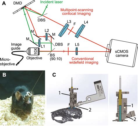 Optical setup. (A) A custom-made microscope comprising one illumination ...