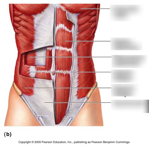 Abdominal Muscles Diagram Quizlet