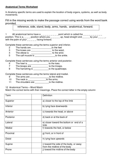 Directional Terms Anatomy Practice Quiz