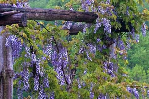 USA Pennsylvania Purple Wisteria Flowers Hang On Wooden Trellis In