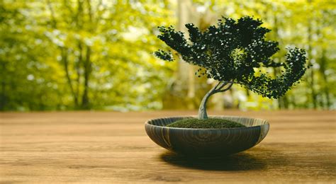 Bonsai Tree Wallpaper for Desktop Free Download