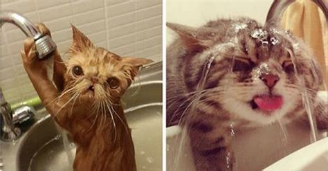 14 Crazy Cats Who Actually Like Water