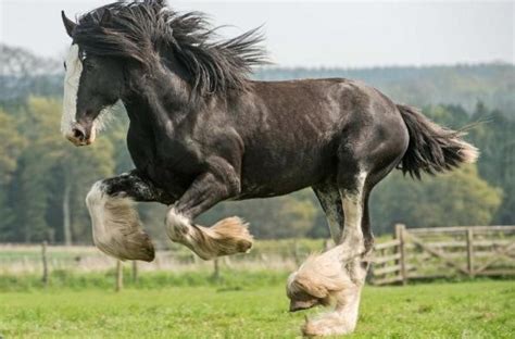 Clydesdale Est Entre As Ra As De Cavalos Mais Altas Do Mundo Cavalus