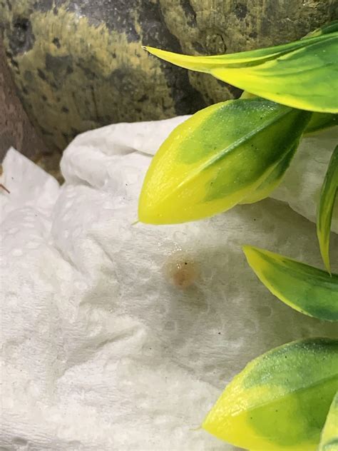 Discover more like Anoles: Weird feces after physical trauma (see
