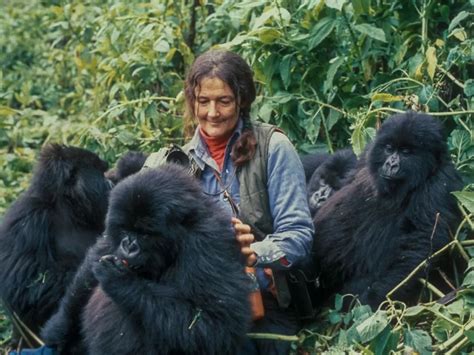 Gorilla Trekking Tour 3 Days Gorilla Trekking Safari To Uganda