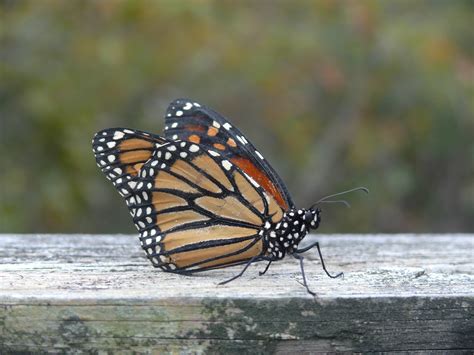 Monarch Butterflies - Fire Island National Seashore (U.S. National Park ...