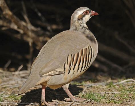 Chukar | bird | Britannica