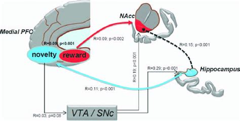 Schematic Illustration Of The Functional Relationship Between