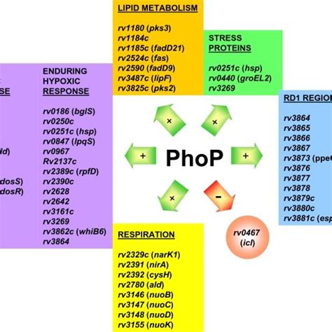 The Phop Regulon Was Identified By Comparing Transcriptional Profiles