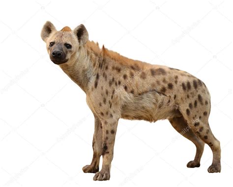 Spotted hyena isolated Stock Photo by ©anankkml 27161185