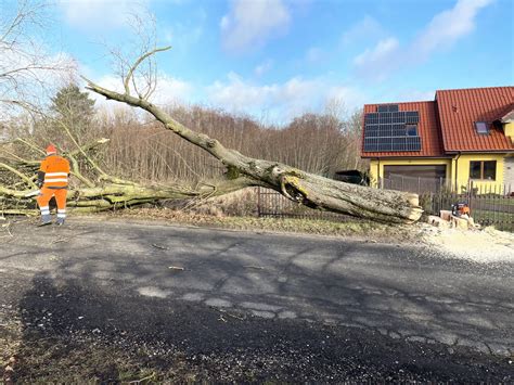 Wycinka drzew w pasach drogowych dróg powiatowych Zarząd Dróg