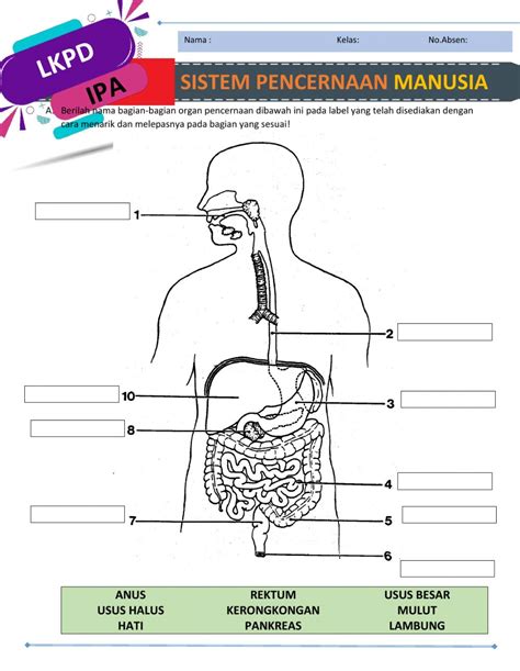 Detail Gambar Sistem Pencernaan Manusia Koleksi Nomer 12