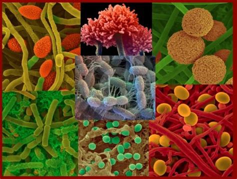 Biodiversidad Microbiana Del Suelo La Guía De Biología