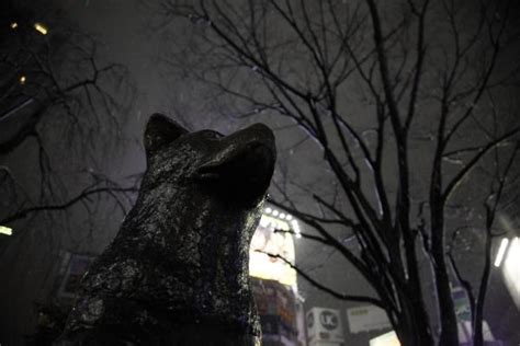 Statue of Hachi at Shibuya train station | Hachiko