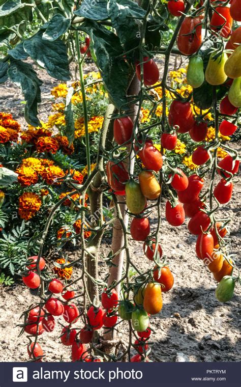 Red Tomatoes On The Vine French Marigold And Tomatoes Allotment