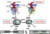 Introduction Contractility And The Integrative Biology Of The