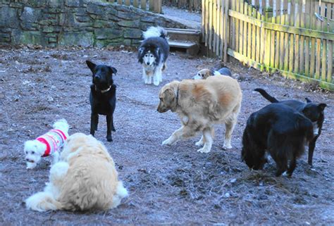 Theres A Sanctuary For Senior Dogs And Its Going To Be Your New