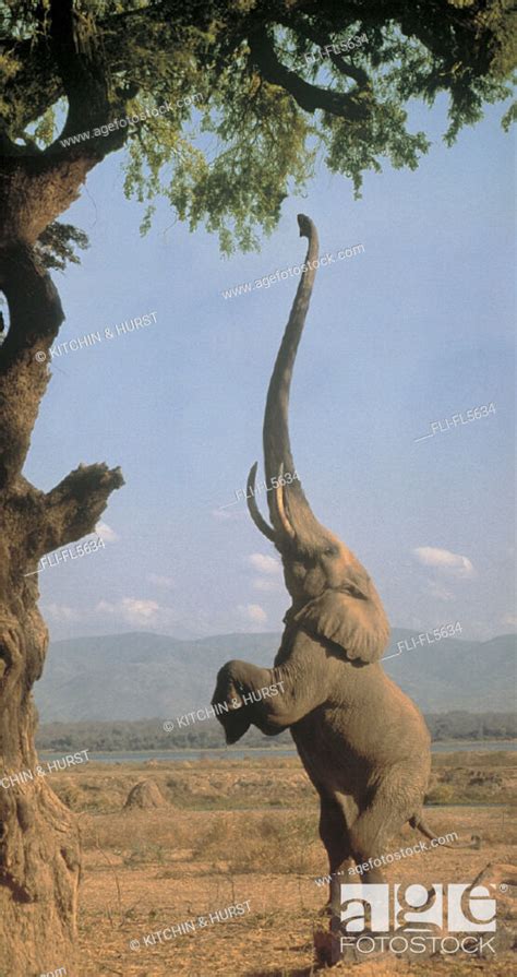 Elephant Stretching Trunk Up Towards Tree Branch Stock Photo Picture