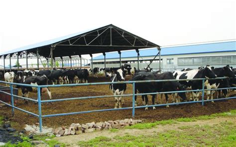 Small Medium Dairy Farms Allied In China