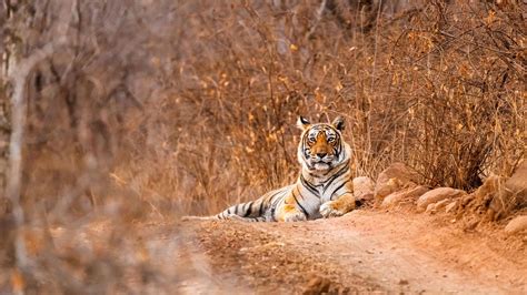 Tadoba Tour Packages Pan India Tour