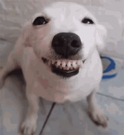 Dog Smiles