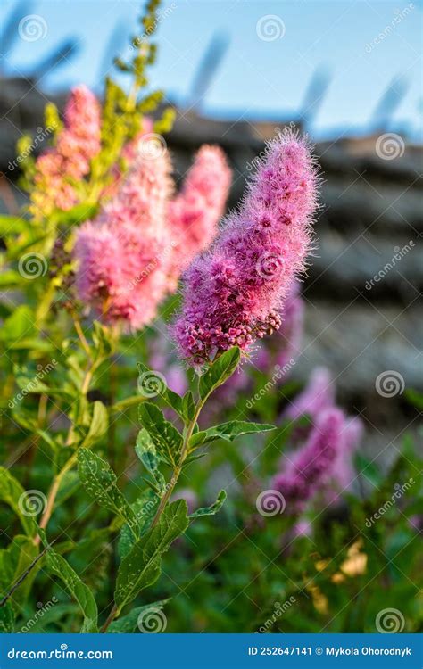 Spiraea Douglasii Flower Blooming Known As Hardhack Steeplebush And