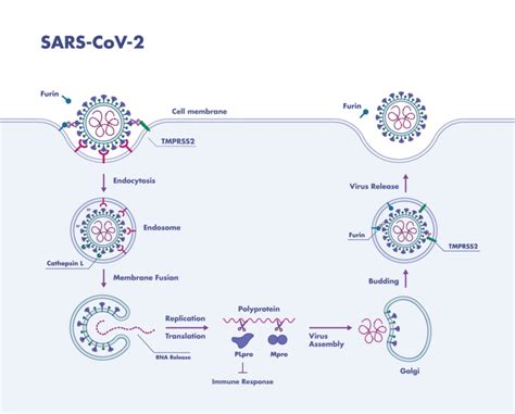 SARS-CoV-2 Protease Assay Services | Reaction Biology