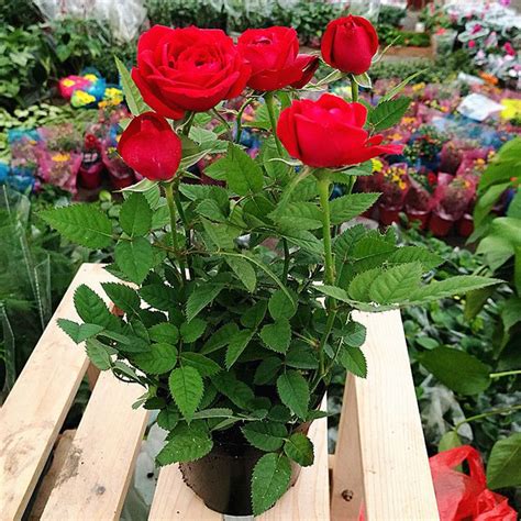 100 Pcs Rare Chinese Red Rose Seeds Bonsai Flower Seeds Balcony Plant ...