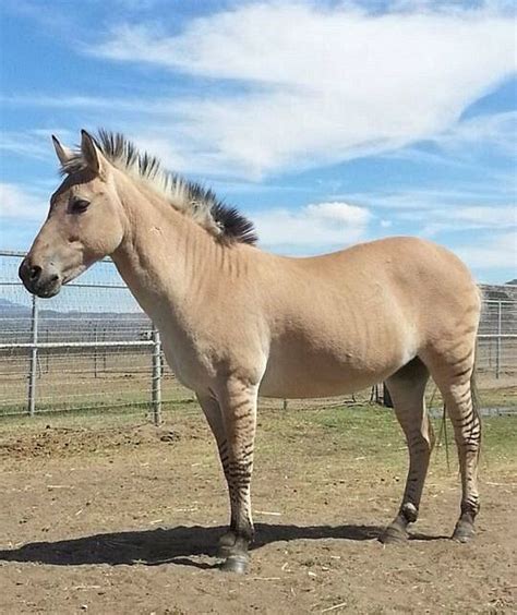 Zorsea Zebra Stallion X Fjord Mare In 2024 Zorse Beautiful Horses