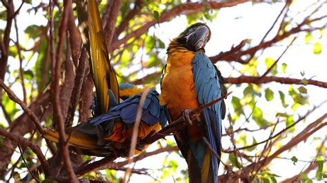 Adult Blue-and-yellow Macaw 27715076 Stock Video at Vecteezy