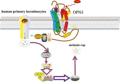 Melanin A Protector From Skin Cancer Research Outreach