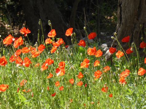 Klatschmohn Mohn Mohnwiese Kostenloses Foto Auf Pixabay Pixabay