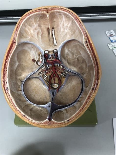 Cranial Meninges Sinuses 2 Diagram Quizlet