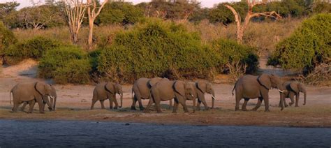 Wildlife in Chobe National Park: What Animals Can You See on a Safari ...