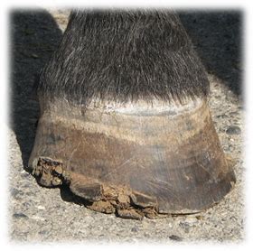 Fran Jurga`s Hoofcare + Lameness: Research Update: Hoof Wall Separation ...