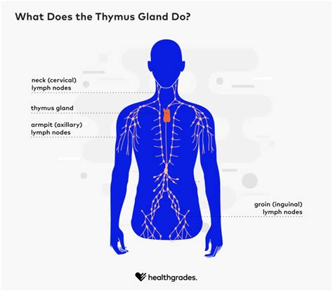 Thymus Gland: Location, Function, Related Conditions