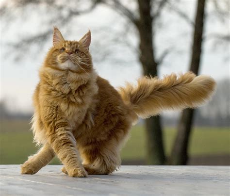 Maine Coon Fondos De Pantalla Hd Fondo De Pantalla Principal