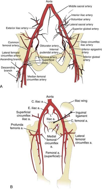 Peripheral Artery Disease And Peripheral Artery Angiography Thoracic Key