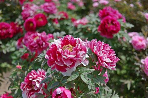 Vous Avez Des Pivoines Si Vous Voulez Des Fleurs Luxuriantes Voici