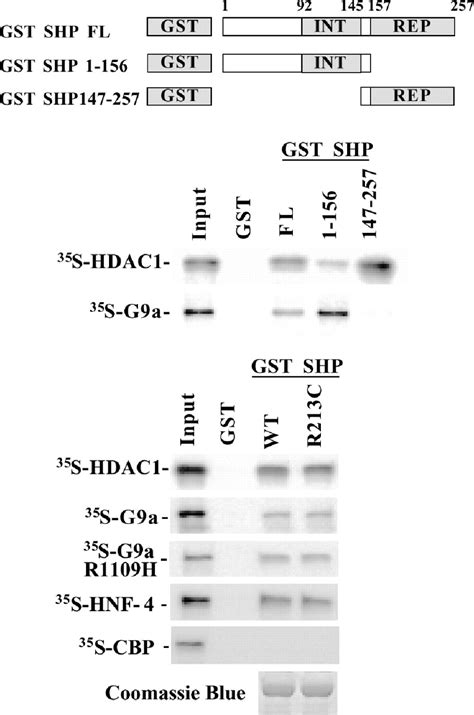 Direct Interaction Of SHP With HDAC 1 And G9a In Vitro In Vitro GST