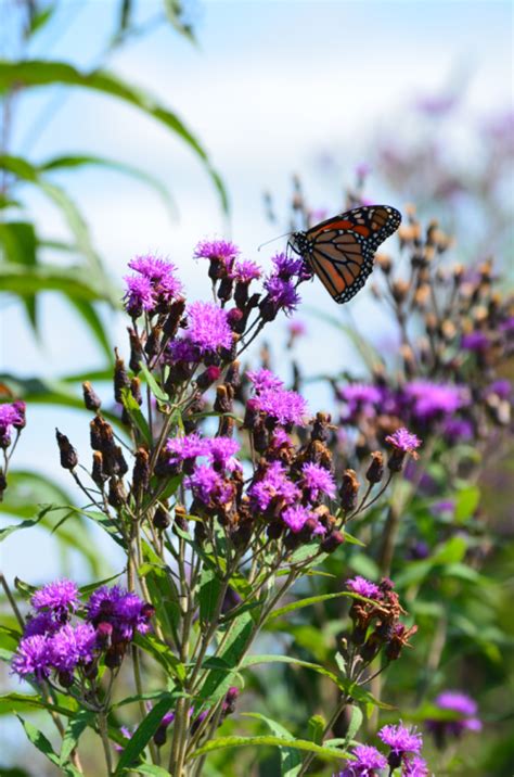 Ironweed Tall Vernonia Gigantea