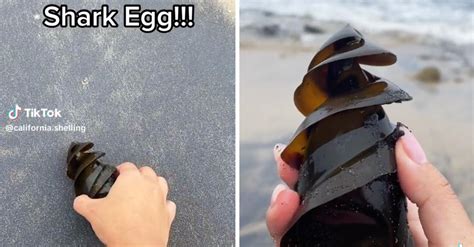 What Does a Shark Egg Look Like? Video Gives a Look