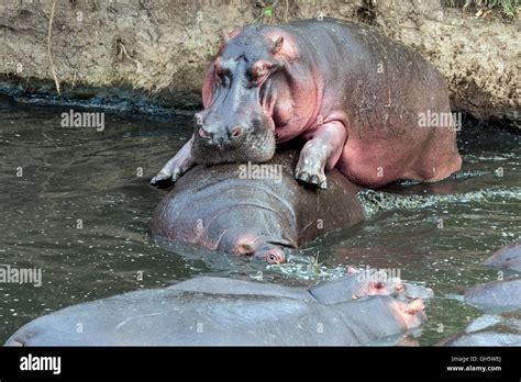 Hippos Mating